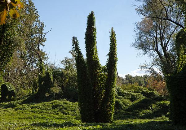 Pareidolia Pareidolia