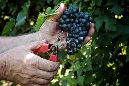 Le mani della vendemmia